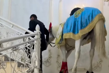 Конь на свадьбе в Шымкенте шокировал казахстанцев