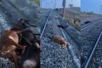 Фотография к новости: Под рельсами поезда погибла целая отара овец в Акмолинской области