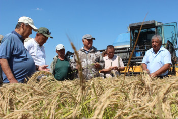 Фотография к новости: В Казахстане выведен новый сорт риса, который экономит воду