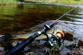 Фотография к новости: В Жетісу расследует масштабную контрабанду рыбы в Европу