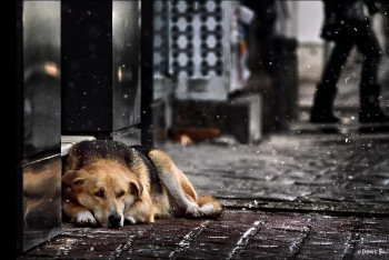 Фотография к новости: Отогнала собаку камнем: в СКО выясняют факт жестокого обращения с животным