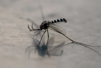 Фотография к новости: В России выявлен первый случай лихорадки чикунгунья