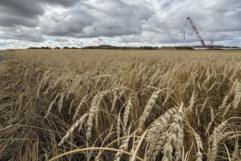 Фотография к новости: Урожай-2025: костанайские аграрии обеспокоены непогодой и низкими ценами