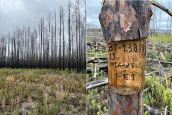 Фотография к новости: В Аулиекольском районе Костанайской области продают сгоревший лес