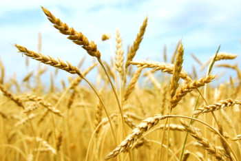 Фотография к новости: "Золотое зерно" обернулось тюрьмой для костанайца