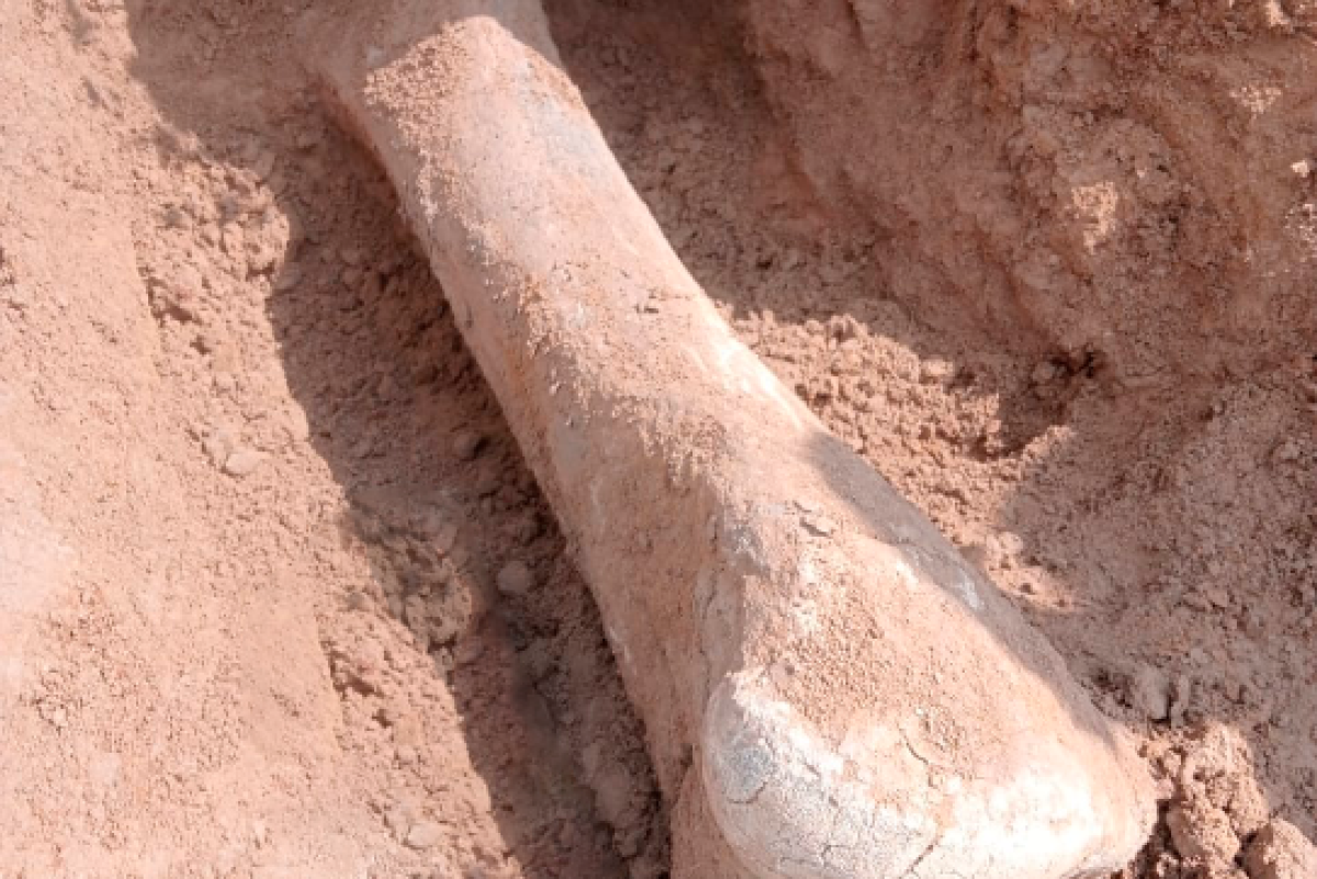 В СКО археологи нашли кость мамонта возрастом 15 тысяч лет