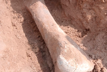 Фотография к новости: В СКО археологи нашли кость мамонта возрастом 15 тысяч лет