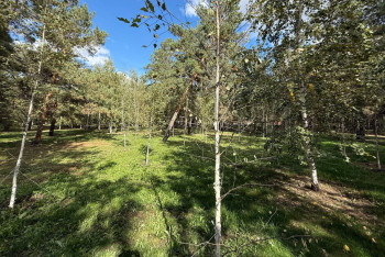 Фотография к новости: Грант ОАЭ не спас: в Костанайской области не хватает средств на восстановление леса