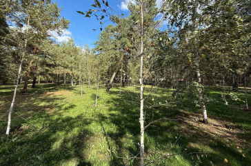 Фотография к новости: Грант ОАЭ не спас: в Костанайской области не хватает средств на восстановление леса