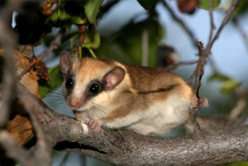 Фотография к новости: Редкое животное из Красной книги попало в объектив в Чарынском нацпарке