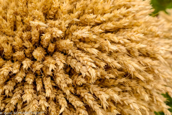 Фотография к новости: Экспорт казахстанской пшеницы и масла резко увеличился