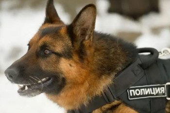 Фотография к новости: 150 кг наркотиков помогли изъять служебные собаки с начала года в Казахстане