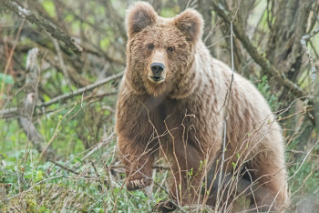 В Иле-Алатауском парке засняли редкого бурого медведя