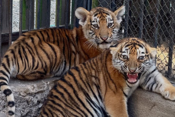 Фотография к новости: В Алматинском зоопарке родились амурские тигрята