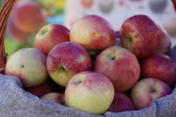 В Казахстане выращено первые 2 тысячи саженцев апорта