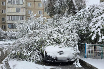 Фотография к новости: В Костанае из-за снега несколько машин оказались под завалами деревьев