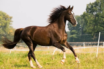 Фотография к новости: "Не разорвана щека": в Алматинской области прокомментировали фото с кокпара
