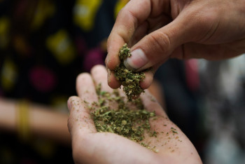 Фотография к новости: Около 72 кг марихуаны изъяли у жителя Акмолинской области