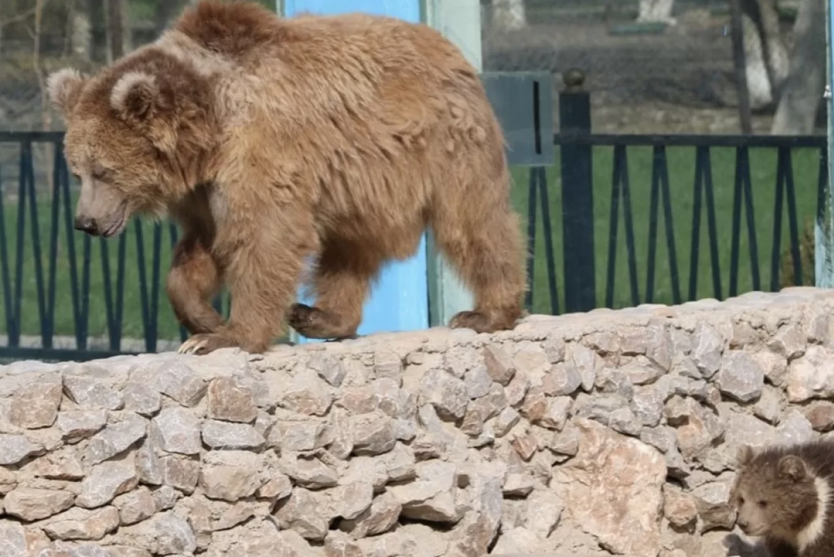 Instagram/@shymkentzoo