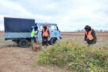 Фотография к новости: В Карагандинской области появляются новые зелёные массивы