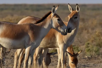 Фотография к новости: Фотоловушка в "Алтын-Эмеле" запечатлела редких куланов