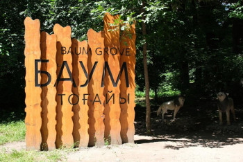 Фотография к новости: Власти Алматы опровергли информацию о массовой вырубке деревьев в роще Баума