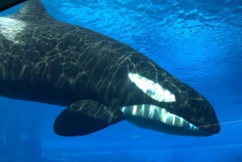 Фотография к новости: Шантаж китами: канадский океанариум грозит убить 30 белух, если не получит помощь