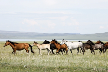 Фотография к новости: Фермер расстрелял табун лошадей в Карагандинской области
