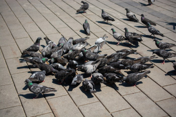 Фотография к новости: Вредно и небезопасно: в Астане полицейские призвали жителей не кормить голубей