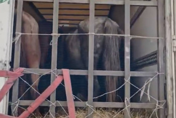 Фотография к новости: Хищение на 11 млн тенге: В ЗКО накрыли банду скотокрадов