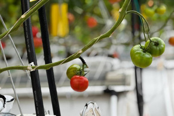 Фотография к новости: Как казах из Кашгара внедряет природные технологии в китайском земледелии