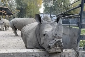 Фотография к новости: В алматинском зоопарке мужчина швырнул камень в носорога