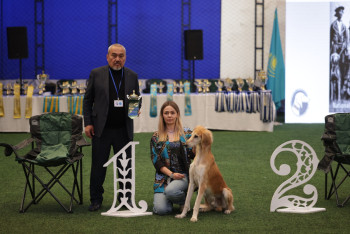 Фотография к новости: Монопородная выставка "Kazakh tazy" проходит в Алматы: итоги первого дня