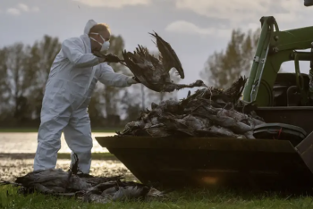 Фотография к новости: Германии грозит дефицит яиц: птичий грипп уничтожил более 200 тысяч птиц