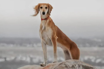 Казахская тазы получила международное признание
