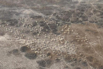 Фотография к новости: В Карагандинской области зафиксировали рост популяции сайгаков и архаров