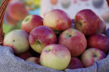 Фотография к новости: Казахстан возвращает к жизни алматинский апорт