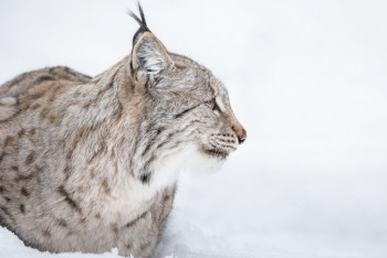 Фотография к новости: В "Алтын Эмеле" фотоловушка засняла редкую рысь с детёнышем