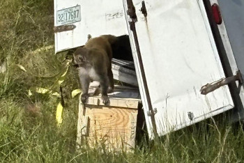 Фотография к новости: В США разыскивают заражённую лабораторную обезьяну, сбежавшую после аварии