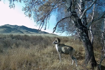 Фотография к новости: Редкий архар попал в объектив фотоловушки в степях Казахстана