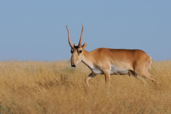 Фотография к новости: Продукция из мяса сайгаков может появиться в супермаркетах
