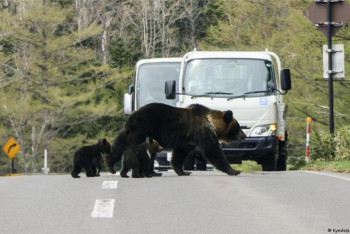 Фотография к новости: В Японии армию отправили ловить медведей