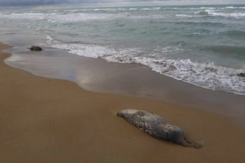 Фотография к новости: Учёные назвали возможную причину массовой гибели тюленей в Мангистау