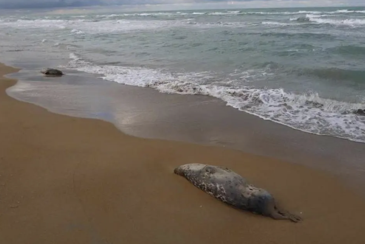 Фото института гидробиологии и экологии
