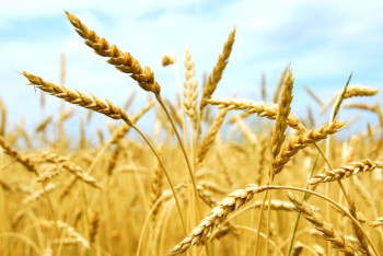 Фотография к новости: 27 млн тонн урожая: Казахстан усиливает позиции на мировом зерновом рынке