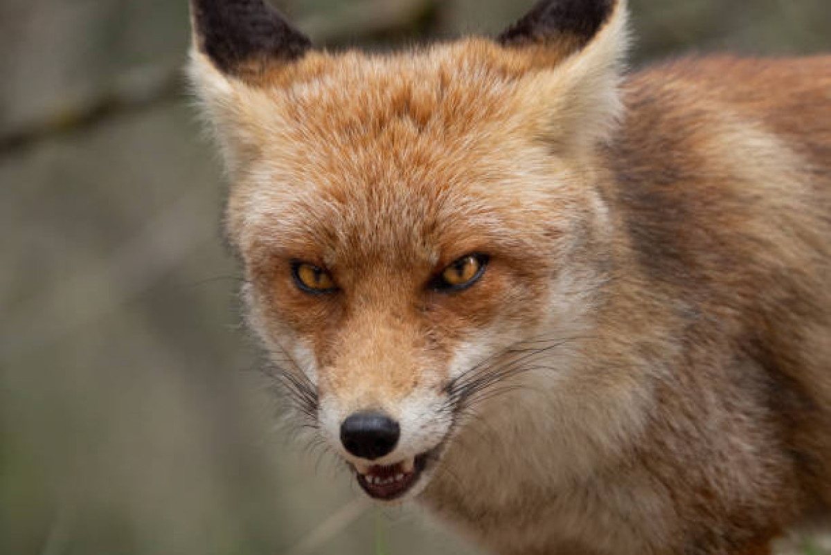 Иллюстративное фото/istockphoto.com