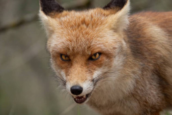 Фотография к новости: Лиса напала на женщину в Житикаре: область запросила разрешение на отстрел