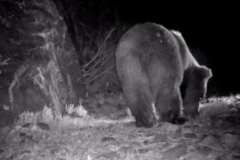 Фотография к новости: Редкий бурый медведь попал в объектив фотоловушки в нацпарке "Алтын-Эмель"
