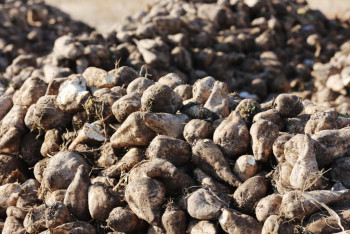 Фотография к новости: В Жамбылской области планируют собрать 250 тысяч тонн сахарной свёклы