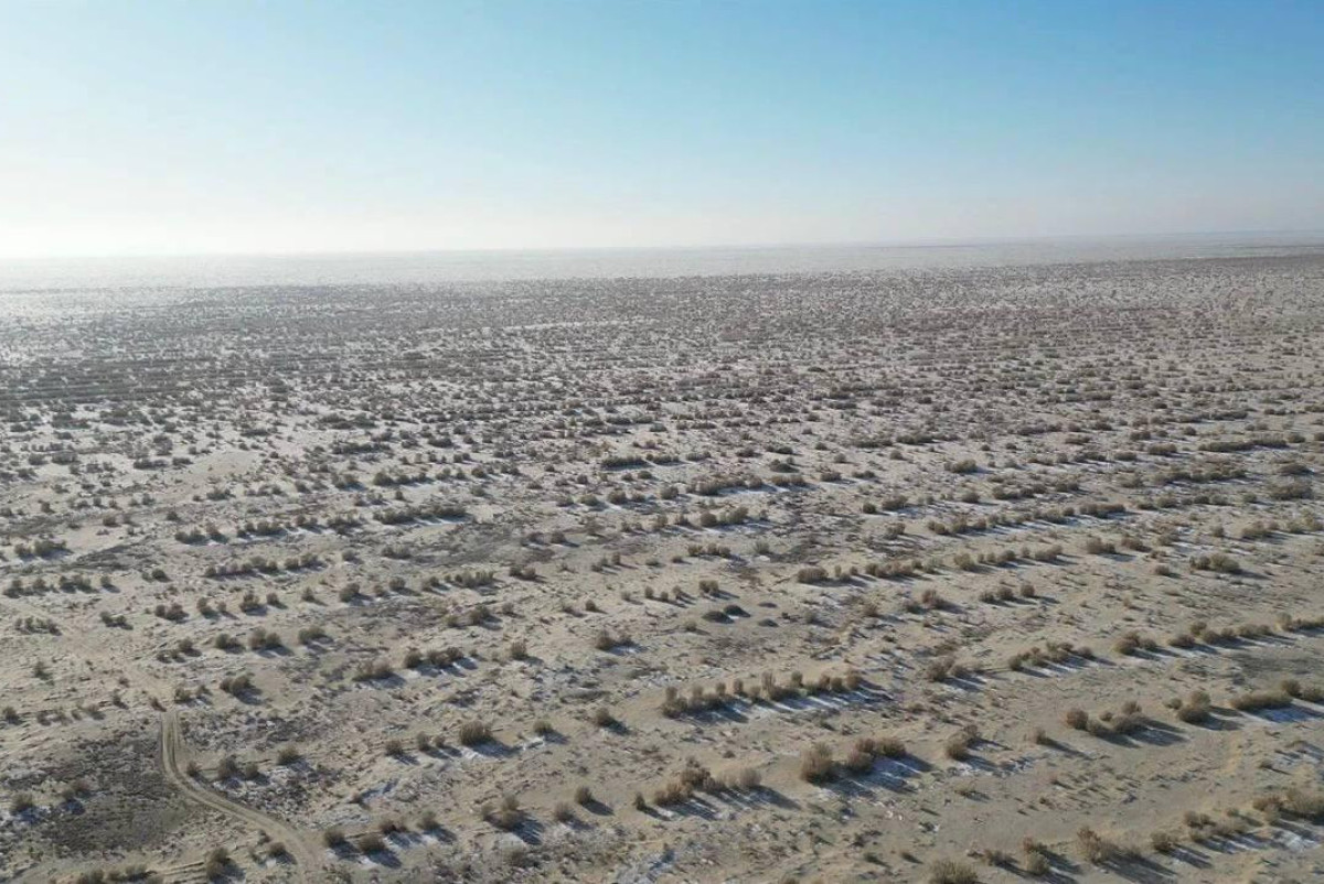 Арал возвращают к жизни: начался новый этап озеленения осушенного дна